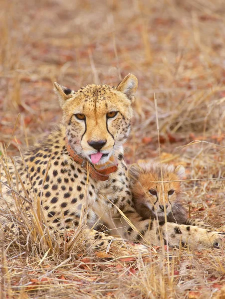 Cheetah (Acinonyx jubatus) cubs — Stock Photo, Image
