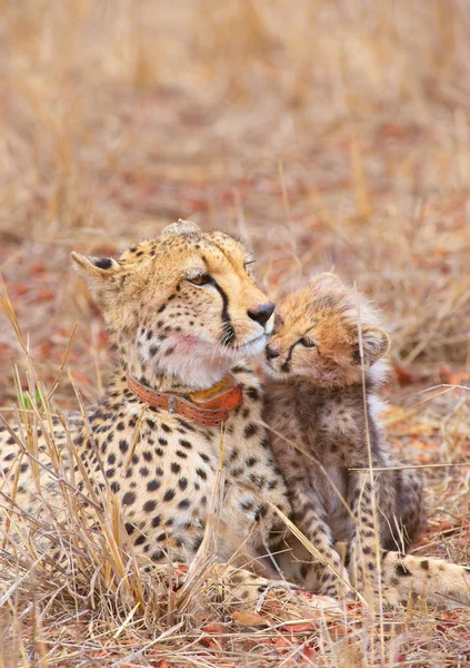 Cheetah (Acinonyx jubatus) unge – stockfoto