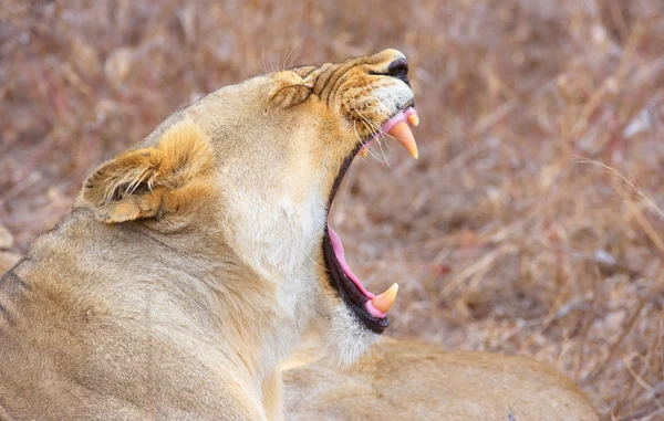 Löwin (Panthera leo) gähnt — Stockfoto