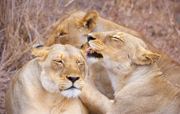 Three lionesses (panthera leo) — Stock Photo, Image