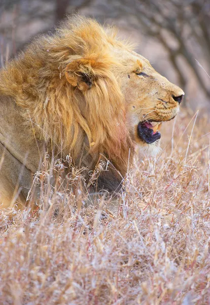Lev (panthera leo) v savannah — Stock fotografie