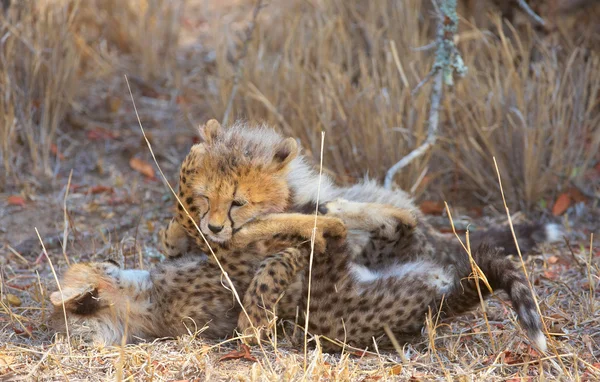 Çita (Acinonyx jubatus) yavruları — Stok fotoğraf