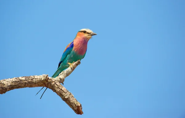 Lilac-breasted Roller — Stock Photo, Image