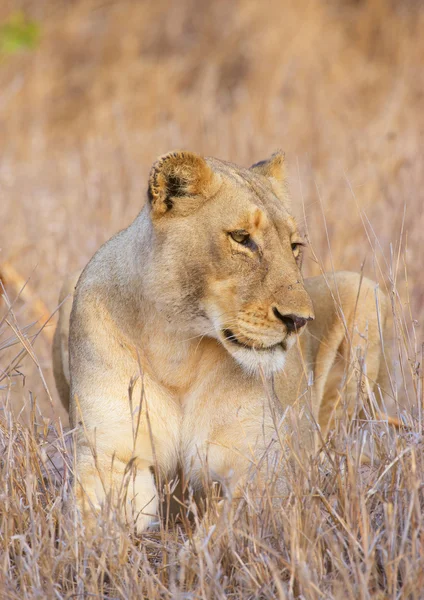 Lioness (пантера Лео) крупним планом — стокове фото