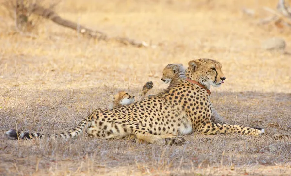 Cheetah-unger (Acinonyx jubatus) – stockfoto