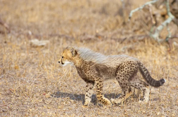 Cheetah (Acinonyx jubatus) cachorro — Foto de Stock