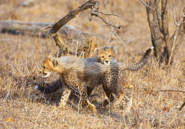 Çita (Acinonyx jubatus) yavruları — Stok fotoğraf