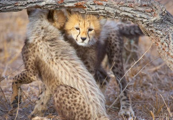 Cheetah (Acinonyx jubatus) cubs — Stock Photo, Image