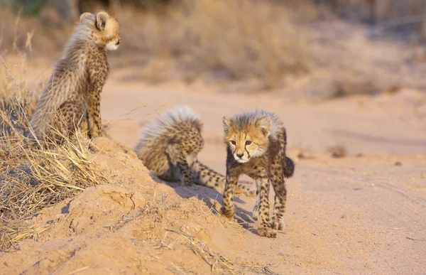 Gepard (Acinonyx jubatus) szczeniaki — Zdjęcie stockowe
