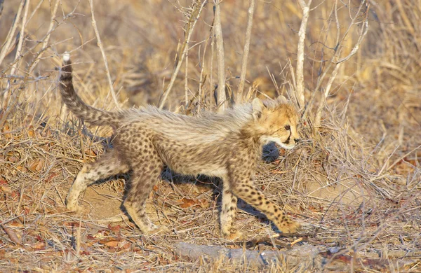 Gepard (Acinonyx jubatus) mládě — Stock fotografie
