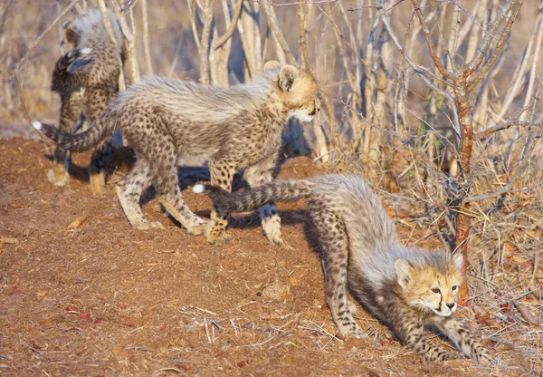 Gepard (Acinonyx jubatus) mláďata — Stock fotografie