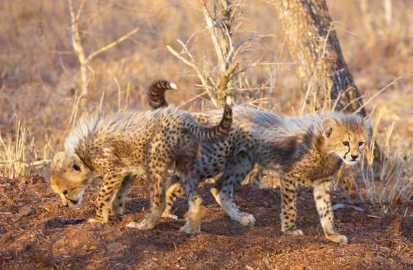 Gepard (Acinonyx jubatus) szczeniaki — Zdjęcie stockowe