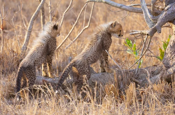 Cheetah-unger (Acinonyx jubatus) – stockfoto
