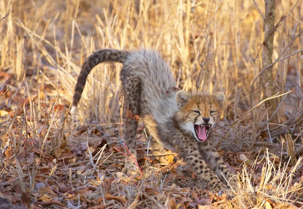 Cheetah (Acinonyx jubatus) unge – stockfoto