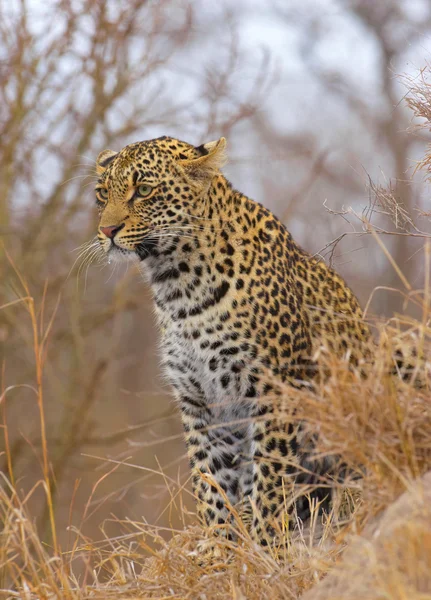 Leopardo sentado en sabana —  Fotos de Stock