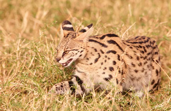Servo africano (Leptailurus serval ) — Foto Stock