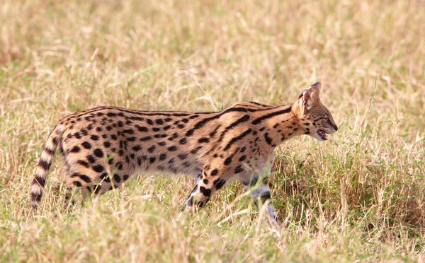 Serval Africano (Leptailurus serval ) — Fotografia de Stock