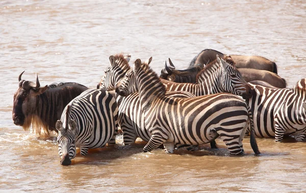Rebanho de zebras (Equipas Africanas) e gnus azuis (Connochaete — Fotografia de Stock
