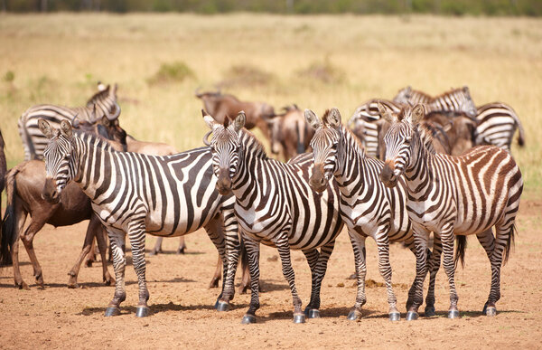 Herd of zebras (African Equids) and Blue Wildebeest (Connochaetes taurinus) standing in savannah in nature reserve in South Africa