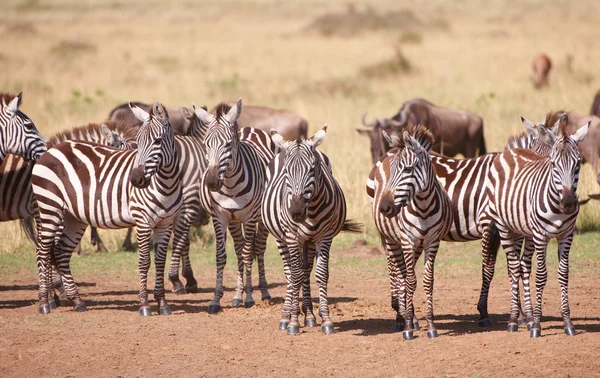 Herde von Zebras (Afrikanische Einhufer) und Blaugnus (Connochaete) — Stockfoto