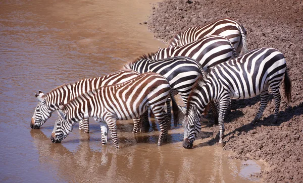 Stádo zeber (africké koňovitých) — Stock fotografie