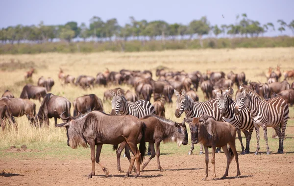 Zebralar (Afrika Equids) ve mavi Wildebeest (Connochaete sürüsü — Stok fotoğraf