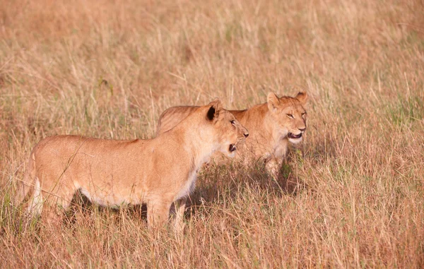 Filhote de leão jovem (panthera leo) em savana — Fotografia de Stock