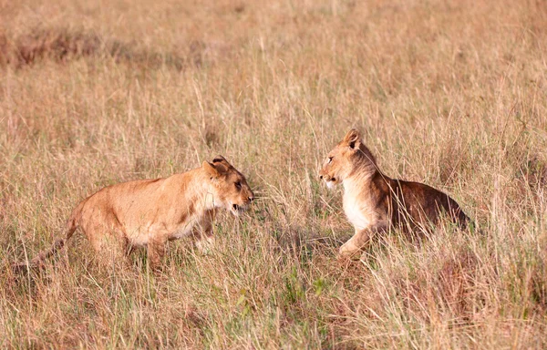 Dois filhotes de leão (panthera leo) em savana — Fotografia de Stock