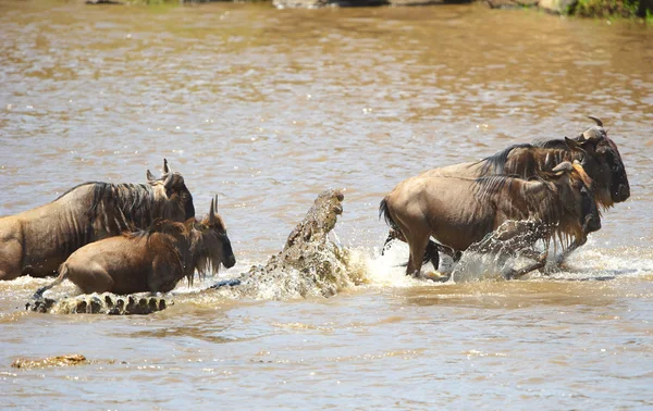 Крокодил (Crocodylus niloticus) намагається захопити Bluewildebeest — стокове фото