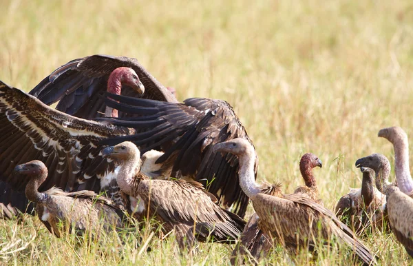The Cape Griffon or Cape Vultures — Stock Photo, Image