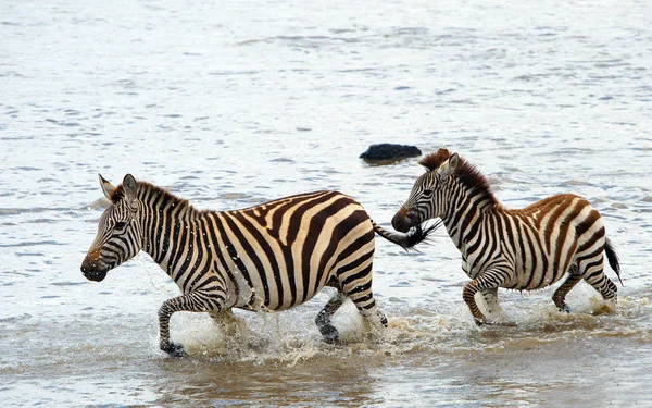 Dwie zebry (Afryki Equids) — Zdjęcie stockowe