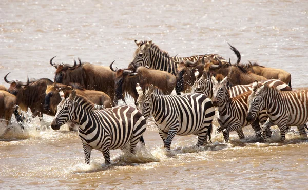 Rebanho de zebras (Equipas Africanas) e gnus azuis (Connochaete — Fotografia de Stock