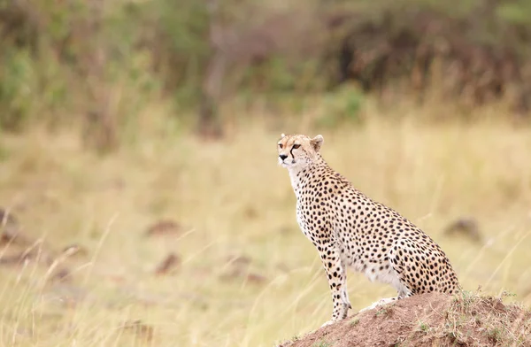 Gepard (Acinonyx jubatus) siedzi w savannah — Zdjęcie stockowe