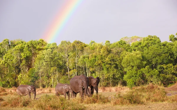 Velké stádo slonů Bush (Loxodonta africana) — Stock fotografie