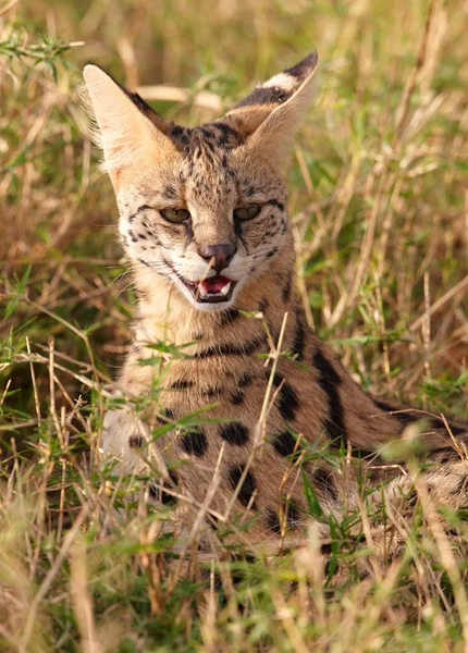 African Serval (Leptailurus serval) — Stock Photo, Image