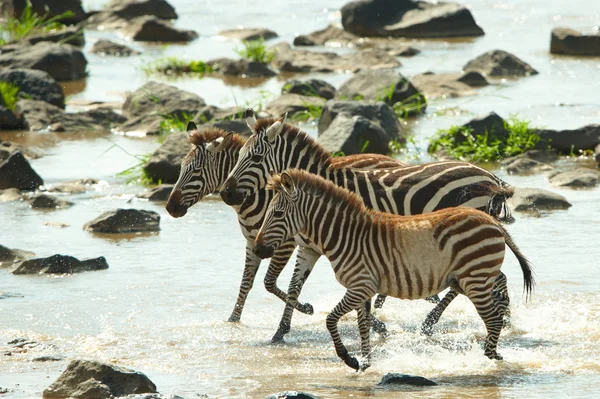 Drie Zebra's (Afrikaanse paardachtigen) — Stockfoto