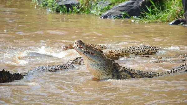 Timsahlar (Crocodylus niloticus) — Stok fotoğraf