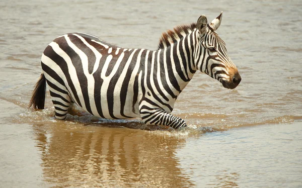 Één zebra (Afrikaanse paardachtigen) — Stockfoto