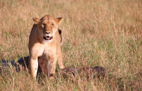 Einzelnes Löwenweibchen (Panthera leo) in der Savanne — Stockfoto