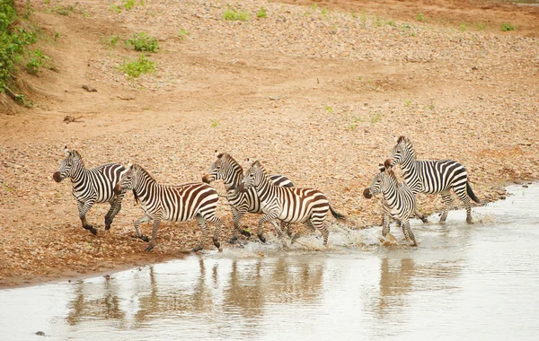 Стадо зебр (Африканские всадники) ) — стоковое фото