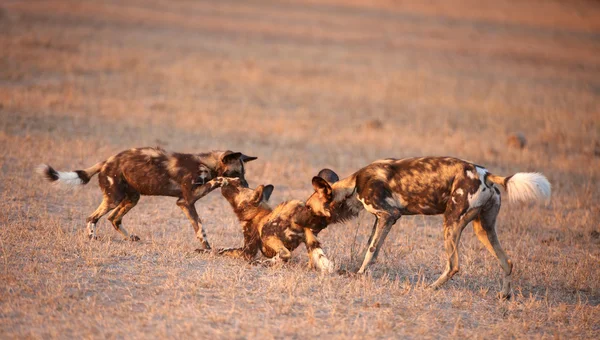 Drei afrikanische Wildhunde (lycaon pictus) — Stockfoto