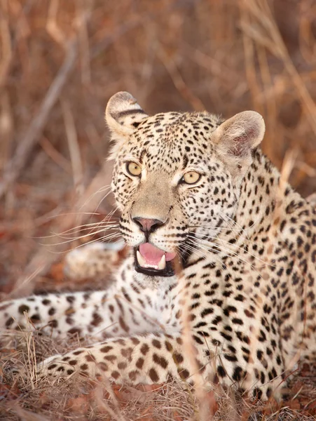 Leopard vilar i savannah — Stockfoto