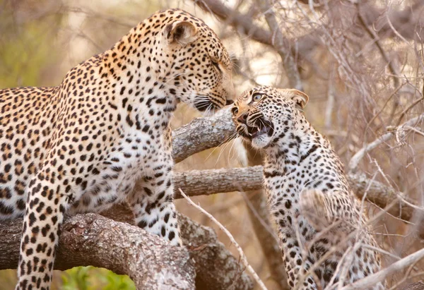 Два леопарда играют на дереве — стоковое фото