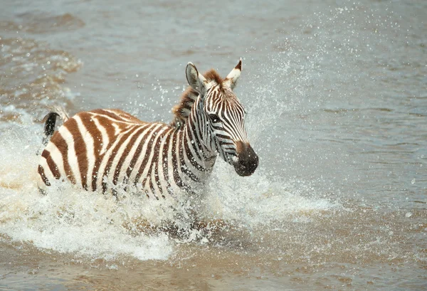 Zebra única (Equipes Africanas ) — Fotografia de Stock