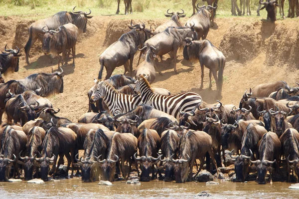 Kudde van Zebra's (Afrikaanse paardachtigen) en Blauwe gnoe (Connochaete — Stockfoto