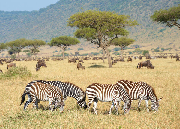 Herd of zebras (African Equids) and Blue Wildebeest (Connochaetes taurinus) grazing in nature reserve in South Africa