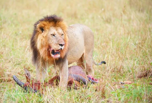 Einzelner männlicher Löwe (Panthera leo) in der Savanne — Stockfoto