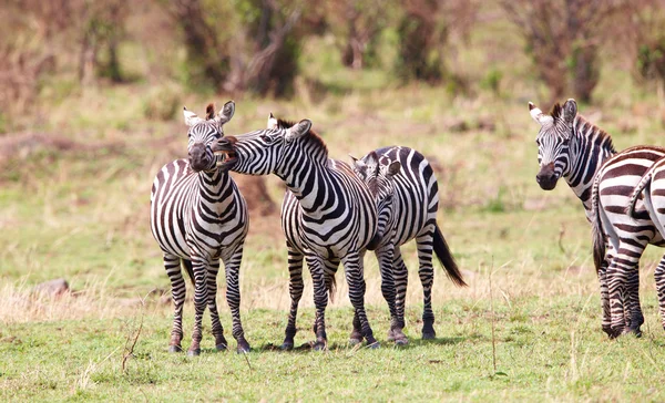 Beslag van Zebra's (Afrikaanse paardachtigen) — Stockfoto