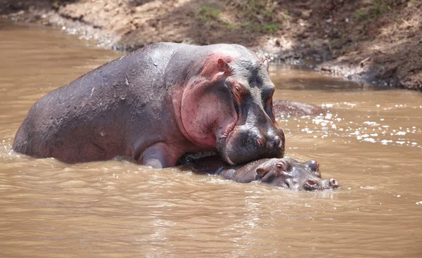 Grande hipopótamo (Hippopopotamus amphibius ) — Fotografia de Stock