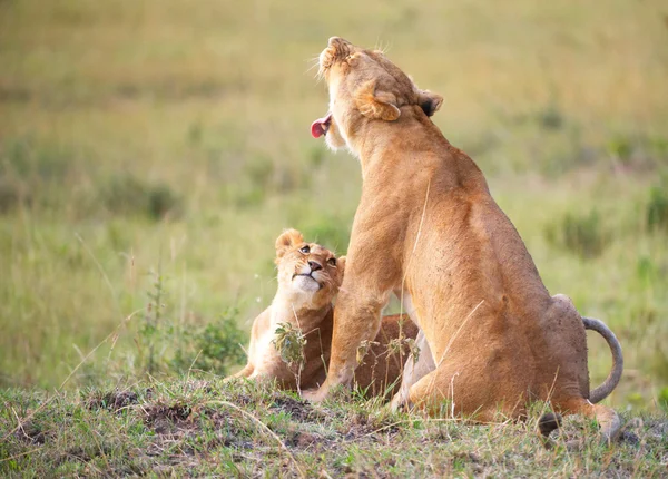 Lion cub (panthera leo) close-up — Stock Photo, Image